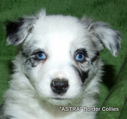 Blue Merle Female border collie puppy